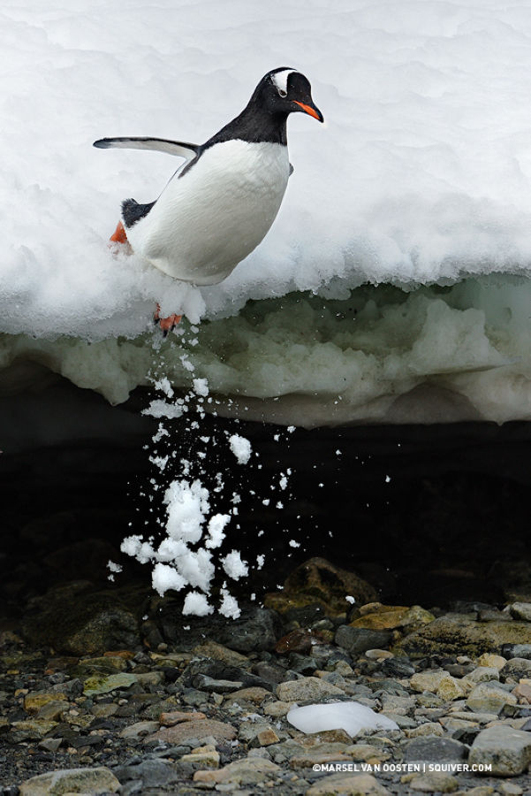 精彩野生动物摄影 领略自然的原始野性美动物们行动迅速，难以捕捉，拍摄机会稍纵即逝。而且野生动物具有一定的危险性，摄影师还要时刻担心自己的人身安全，拍到一张精彩的照片实属不易。 ...