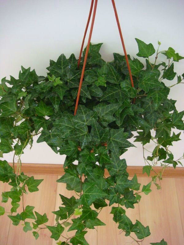 园艺师教你哪种花多久浇一次水 - 南山秀竹 - 南山文化园