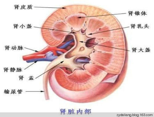 玉米缨传奇，煮水喝治好了肾衰歇 - 瀛子 - 瀛の小笺