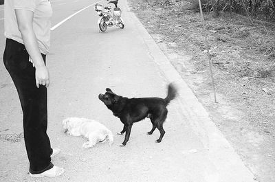 小狗在同伴去世后不吃不喝日夜守护(组图)