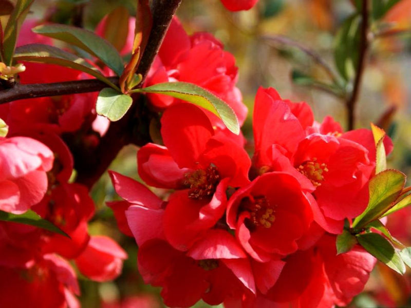 Rose【夏日花卉】