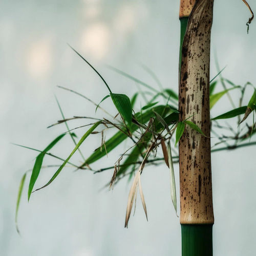 我所理解的摄影美学