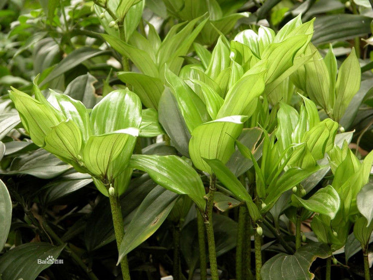 好厉害的药酒 - 我反正信了 - 我反正信了的博客