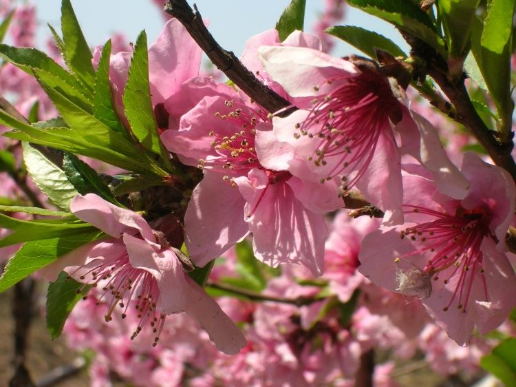 《桃花开》美图共赏 - 彼岸桃花 - .