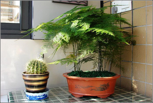 旺财旺家的28种植物，选一种吧！【植物风水】