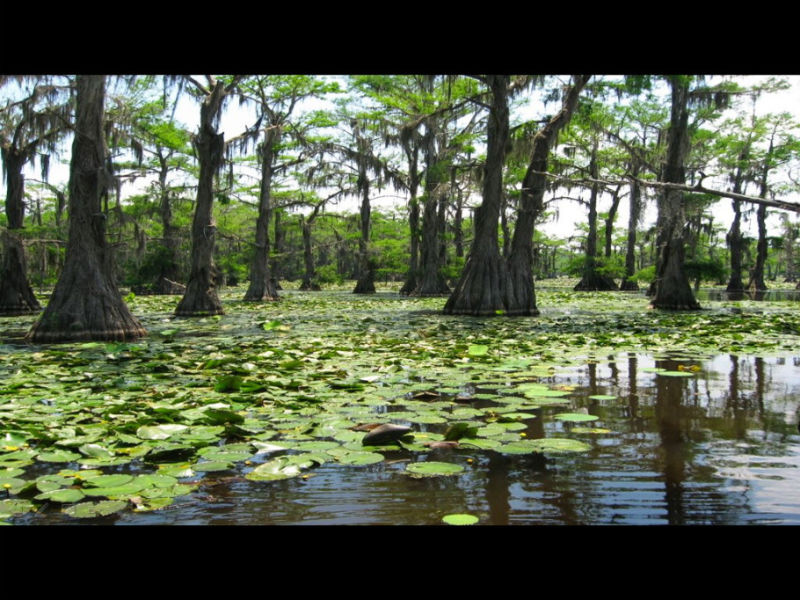Rose【Caddo Lake】（4007） - Rose - Rose Yang的博客