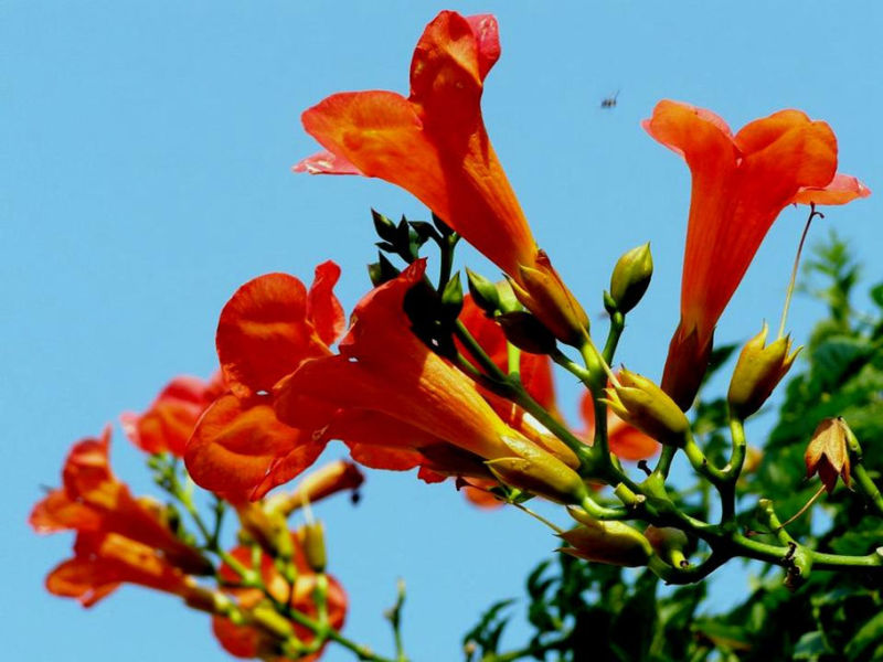 Rose【夏日花卉】