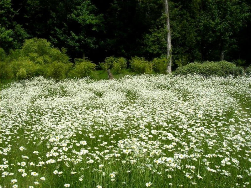Rose【夏日花卉】