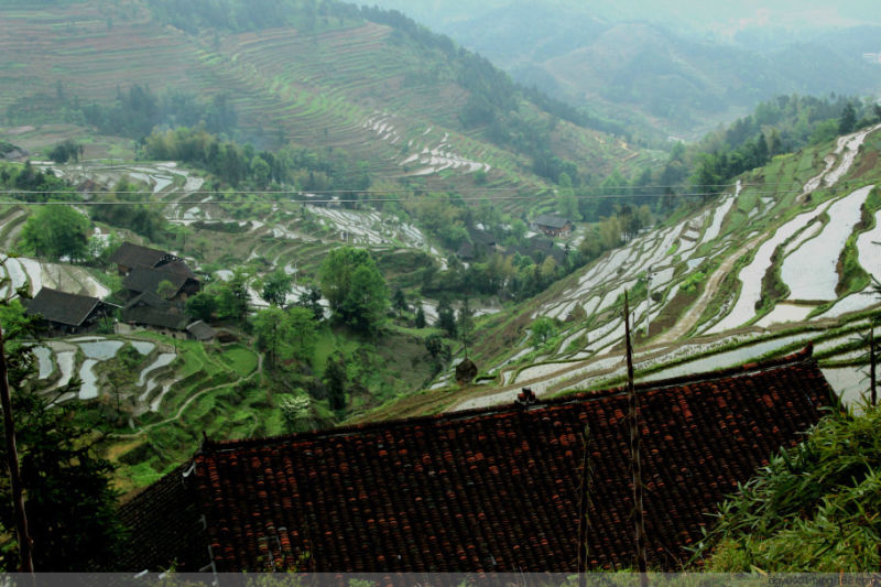 紫鹊界——冷风凄雨中的梯田 - 酉水人 - 酉水人