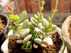 小圆贝(Kalanchoe rotundifo