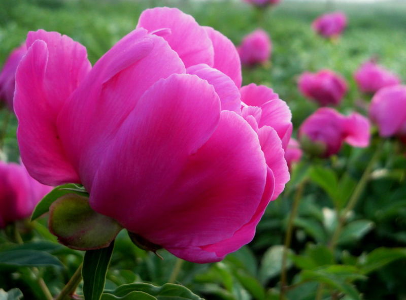 ╰※╮绚丽何尝逊花王◇缤纷芍药竞