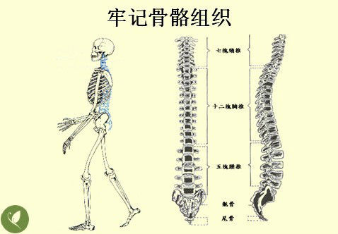 五行经络图加实作，值得收藏！ - 吝色鬼 - 吝色鬼 的博客