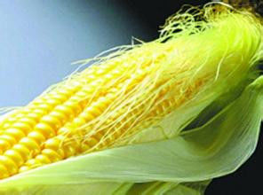 很实用的玉米须 - 小美 - xing1969wuw的博客