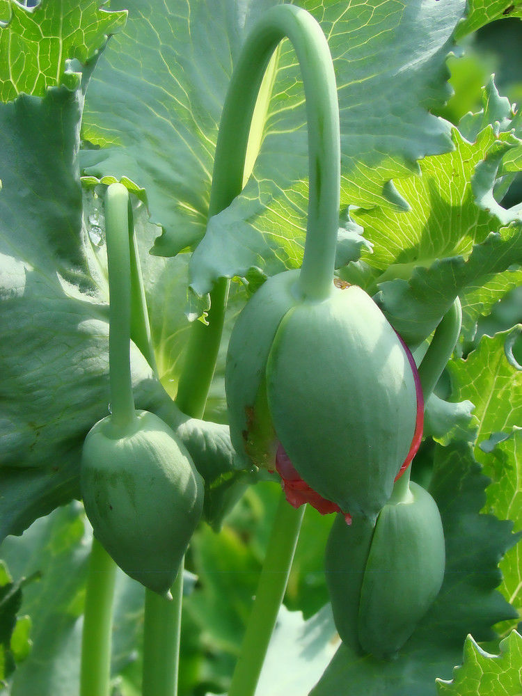 致命魅惑 罂粟 - 酒鬼鼠  - 酒鬼鼠