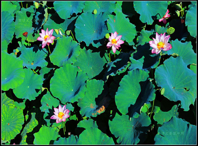 杭州湾风光 - 飞春 - 飞春博客