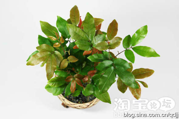 吃剩的桂圆核不要扔 花些心思变成小盆栽 - 雪松 - sywy676893 的博客