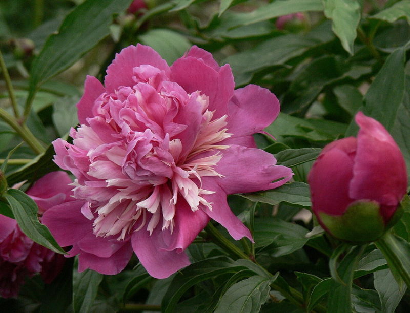 ╰※╮绚丽何尝逊花王◇缤纷芍药竞