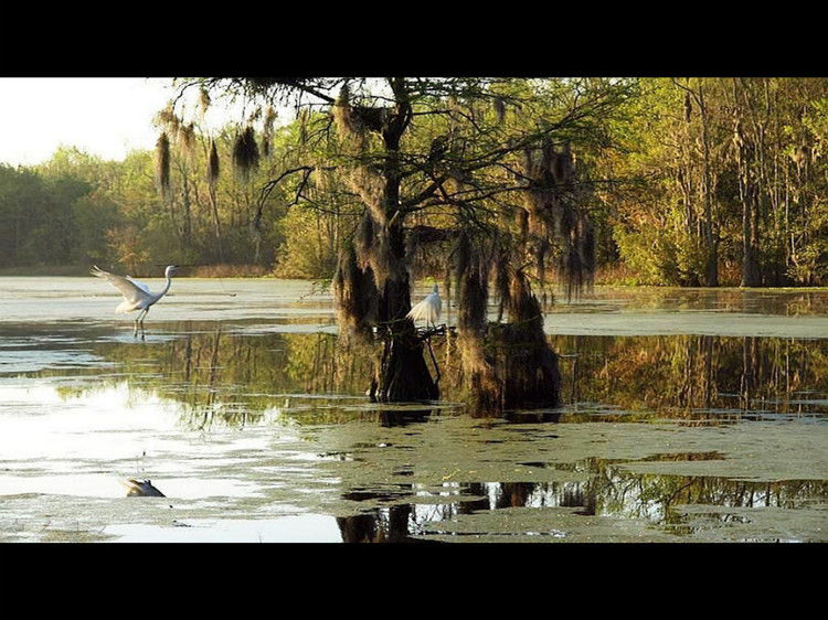 Rose【Caddo Lake】（4007） - Rose - Rose Yang的博客