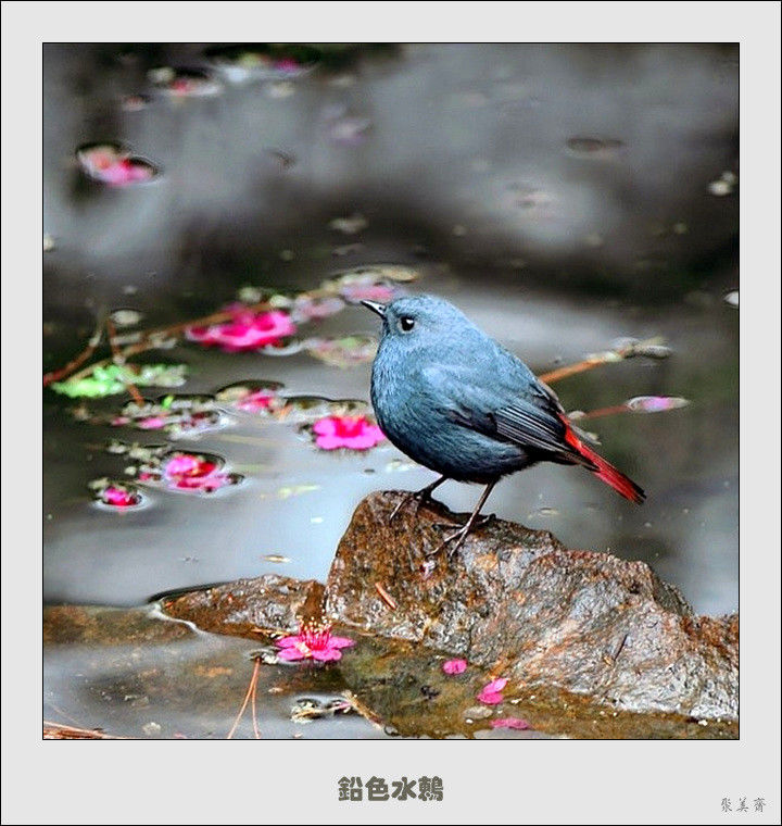 五十种漂亮的爱鸟！来认识一下吧！【美图共赏】 - 無為居士 - 聚美齋