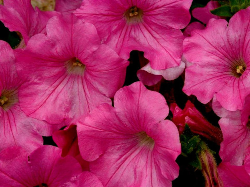 Rose【夏日花卉】