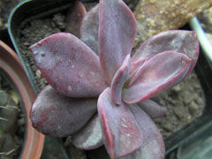 花筏Echeveria CV. Hanaikad