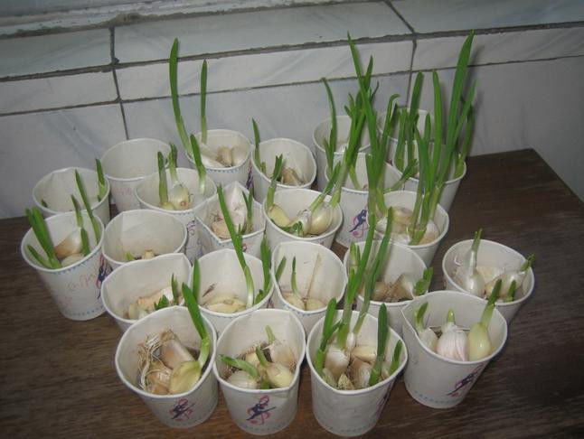 放置一颗洋葱在房间里！ 效果惊人 - 南南 - 阳光南南（看新闻）