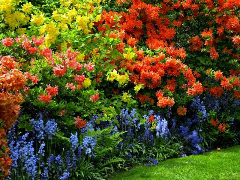 Rose【夏日花卉】