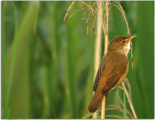 图片像素低怎么办？用PS将低像素调整成高像素教程介绍