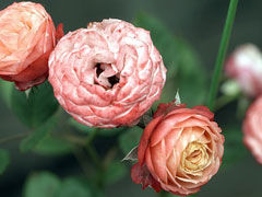 浪漫比克(Bico Romantica)