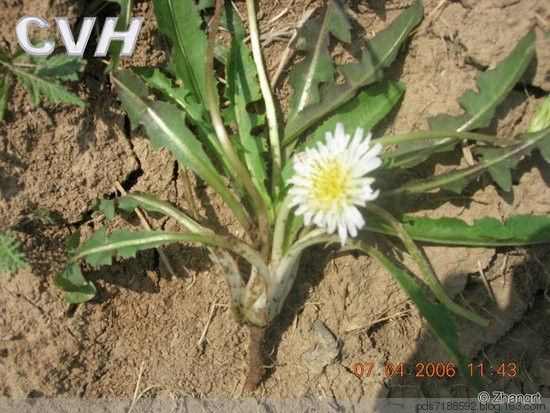 蒲公英 一味蒲公英，功胜白虎汤 蒲公英药效与吃法 - 跳动的心 - 拨动琴鉉的人