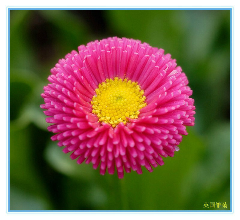 见识几种罕见的花卉