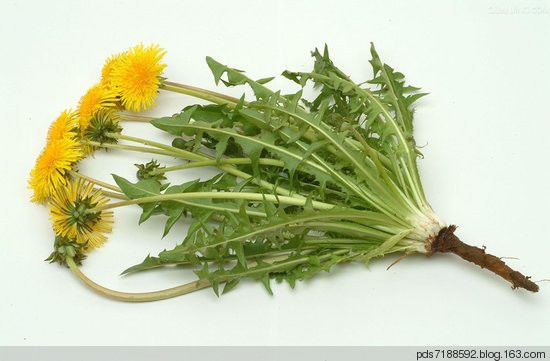 蒲公英 一味蒲公英，功胜白虎汤 蒲公英药效与吃法 - 跳动的心 - 拨动琴鉉的人