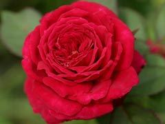 蒙特卡洛(Red Monte Rosa)