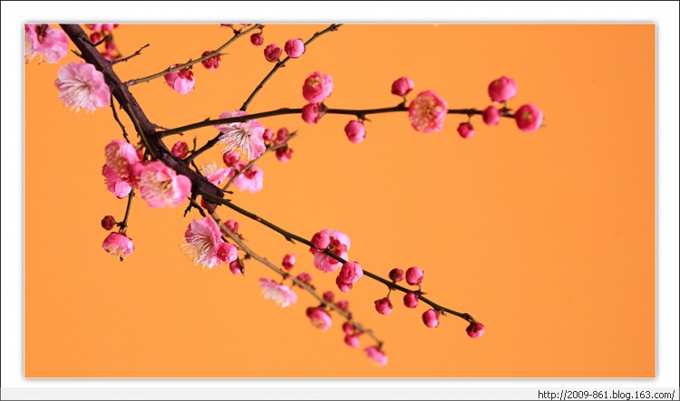 描写“梅”的诗句大全（唯美诗画） - 宝贝梦 - 享受人生