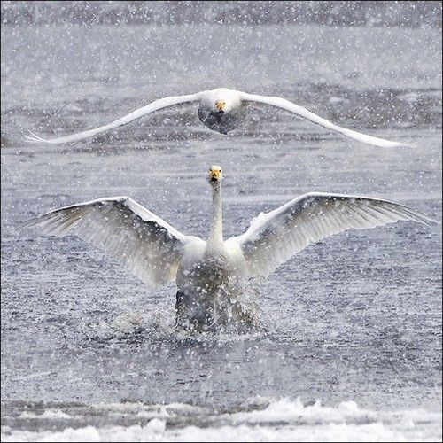 拍糊也是本事：用多重曝光与慢门打鸟