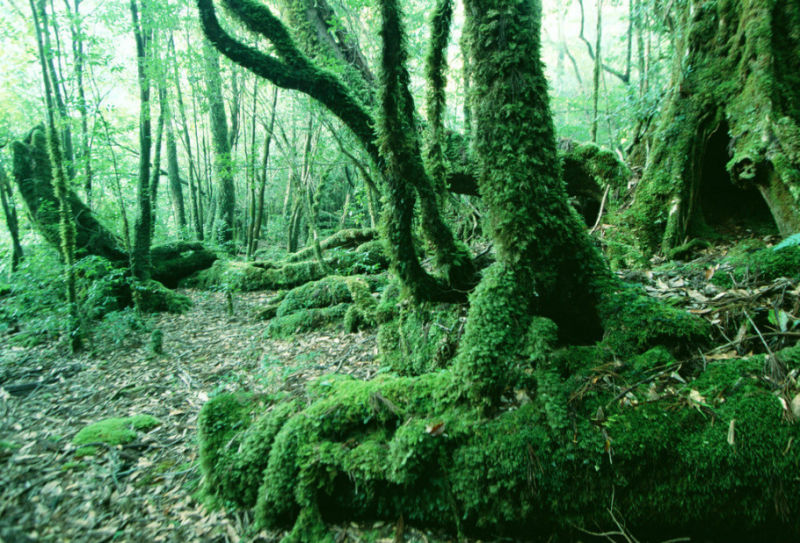 中国最美的十大森林！ - 宝贝梦 - 分享美丽.分享快乐.品味人生