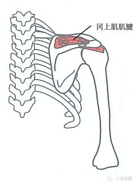 颈肩病常见的几个压痛点 - 秋白 - 黑色物语