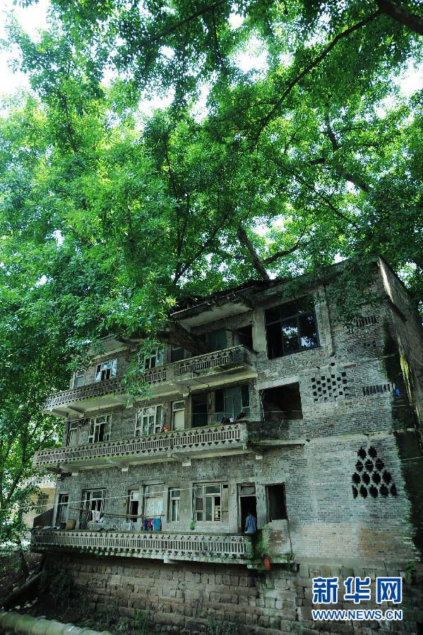 穿过三层楼房的百年大树 - 千里眼 - 千里眼(古弓月长)