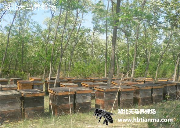 真相科普：玫瑰蜜，野玫瑰蜜，野玫瑰花蜜...真的是从玫瑰花中采的蜂蜜吗？