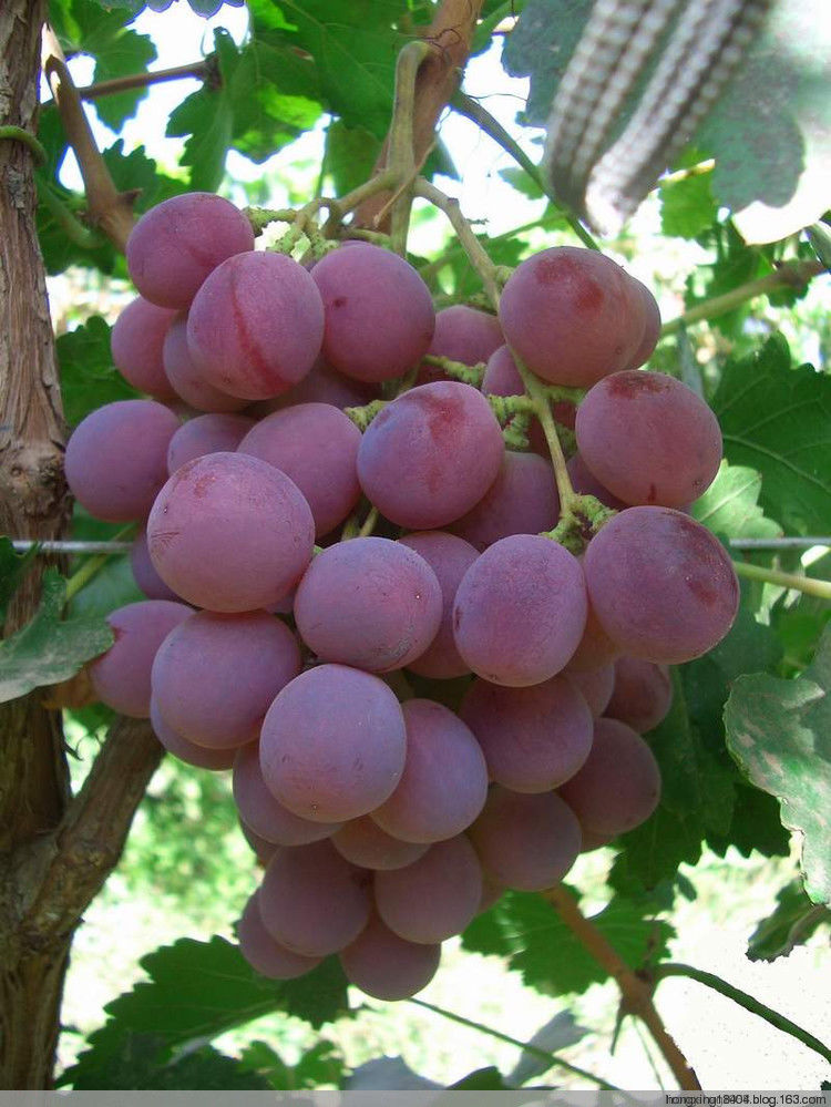 一般人不告诉你：日常使用的便宜好药 -  红杏 - 红杏