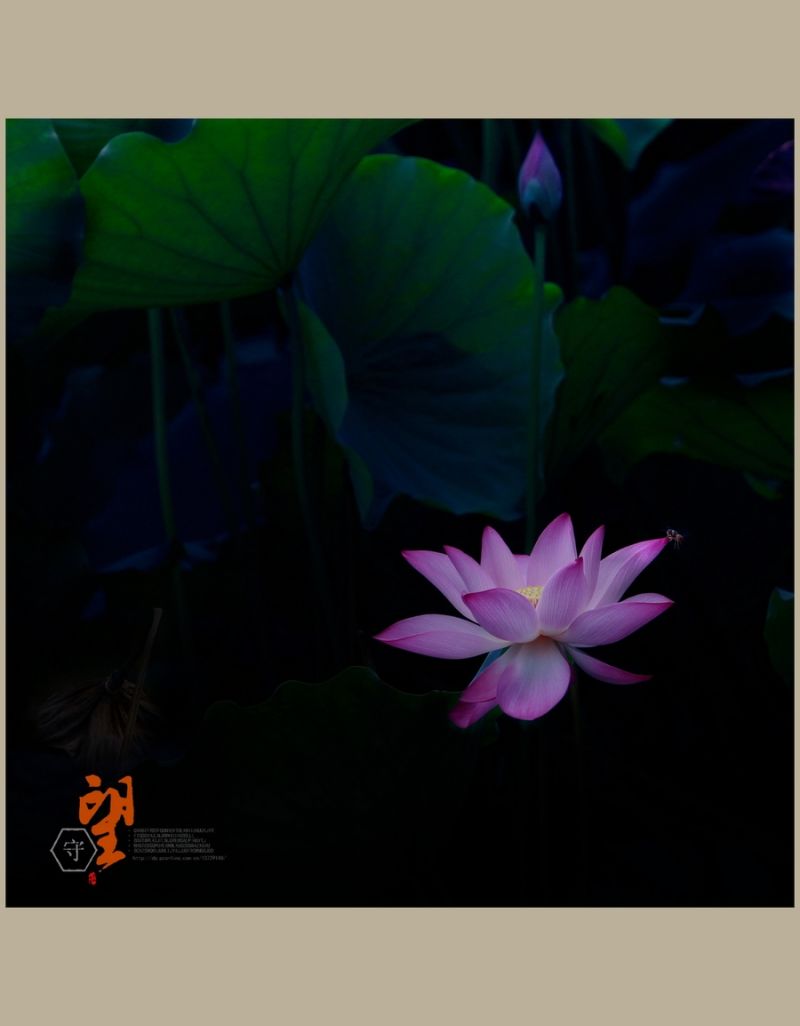 守望【2014荷之系列】