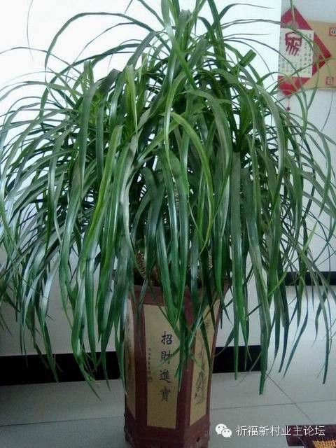 园艺师教你哪种花多久浇一次水 - 南山秀竹 - 南山文化园