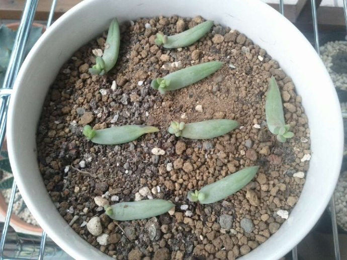 [转载]自制生根剂 - zhshch - ♂╮(╯▽╰)╭♂