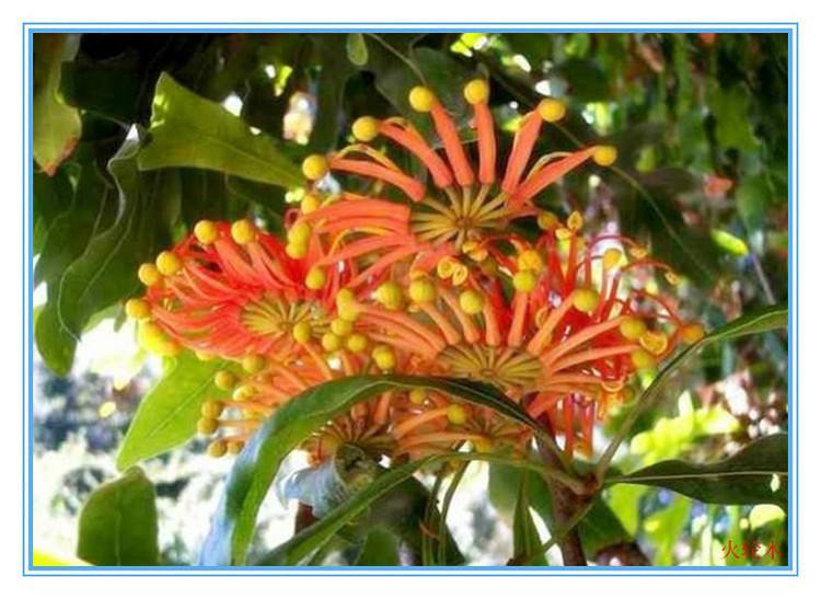 见识几种罕见的花卉