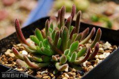  梦椿(Crassula pubescens)图 