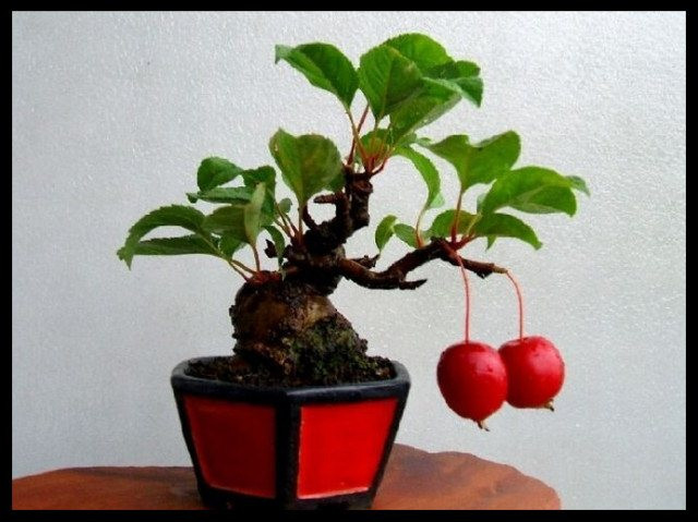 美妙绝伦的盆景 - 轻松愉快好心情 - nanwang2011530的博