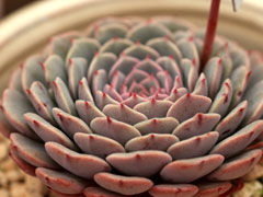 纸风车Echeveria Pinwheel