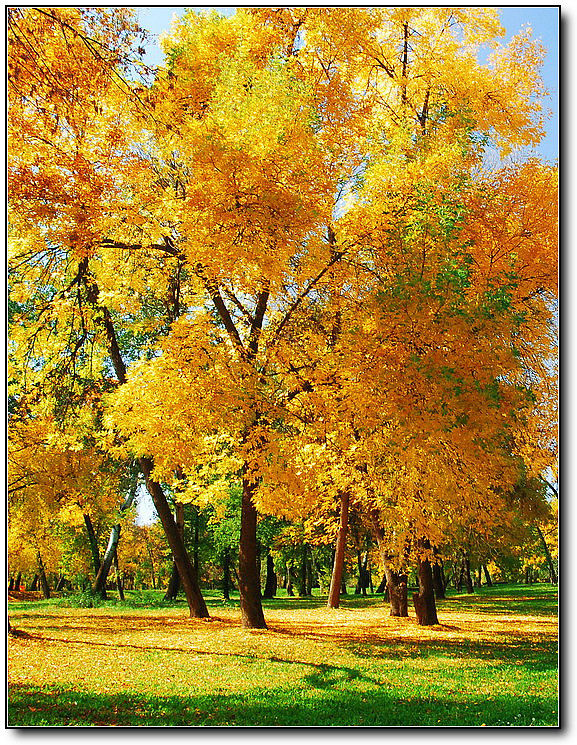 秋旖旎秋色 美不胜收  伊水一方 开心屋