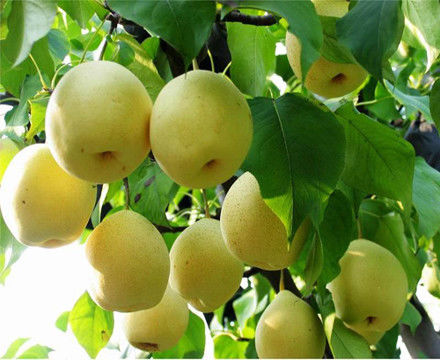 终于知道什么才是当季水果？瞬间长见识！ - 云鹏润峰 - 云鹏潤峰的博客