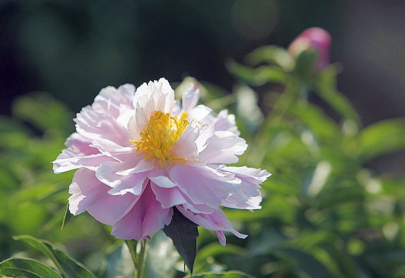 ╰※╮绚丽何尝逊花王◇缤纷芍药竞